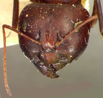 Media type: image; Entomology 22646   Aspect: head frontal view